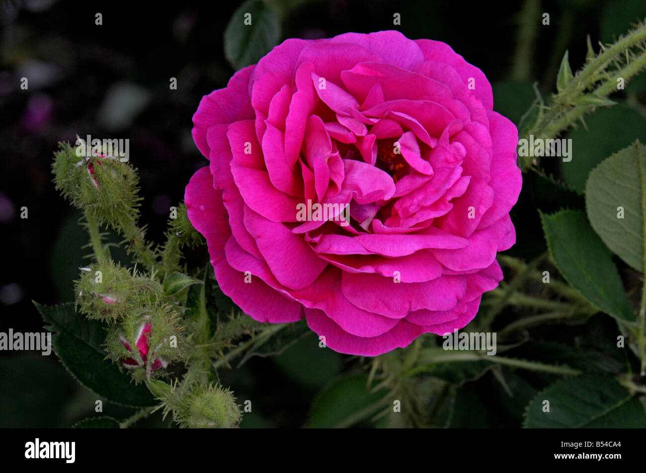 Le chou Rose, Provence Rose (Rosa x centifolia Muscosa), variété : rubra, fleur Banque D'Images