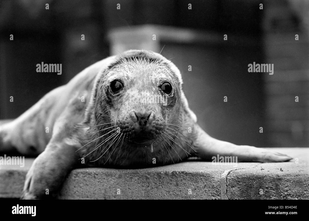 Des animaux marrants. Laver 'up' un bébé phoque gris échoués sur la plage à Weston-super-mare n'est pas de s'installer au zoo de Bristol. Laver 'up' on pense être une femme probablement soufflée dans le vent fort avec de la reproduction au large de la côte du Pembrokeshire. Laver 'up' a été prise pour un accueil chiens pour une nuit à la garde de l'R.S.P.C.A. - Elle a ensuite déménagé à Bristol Zoo, qui disposent déjà d'un bébé phoque - les deux ne s'est pas sur donc 'Laver' a été déplacé dans la région avec le Roi des pingouins ... mais 'Laver' n'est pas prenant trop gentiment pour toute l'attention qu'ils lui donner. Novembre 1969 Z11267-007 Banque D'Images