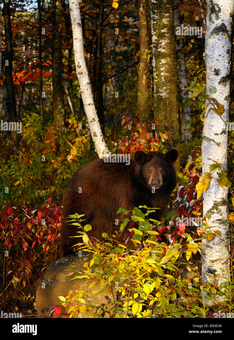 Ours noir sur un rocher dans une forêt avec des couleurs d'automne au début de la matinée Ursus americanus Minnesota USA Banque D'Images