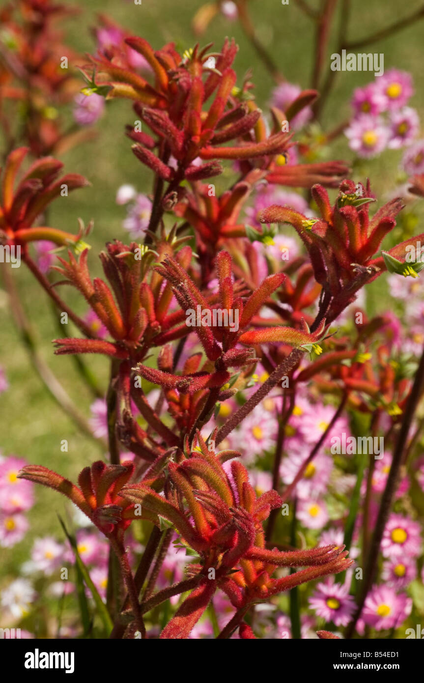 Fleurs sauvages d'australie occidentale Kangaroo Paw Anizaganthos rufus Banque D'Images