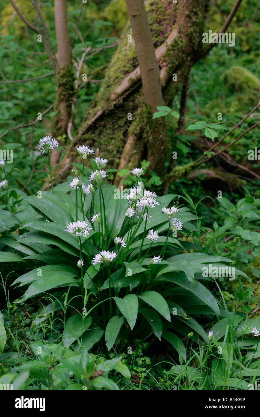 Ramsons ou Ail d'Allium ursinum croissant dans des bois humides Banque D'Images