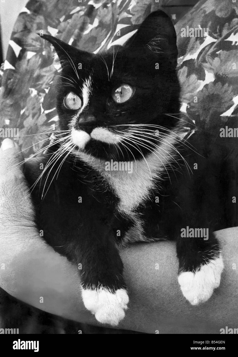 Coussin chat, motif silhouette de chat, noir et blanc, Tribu de chats