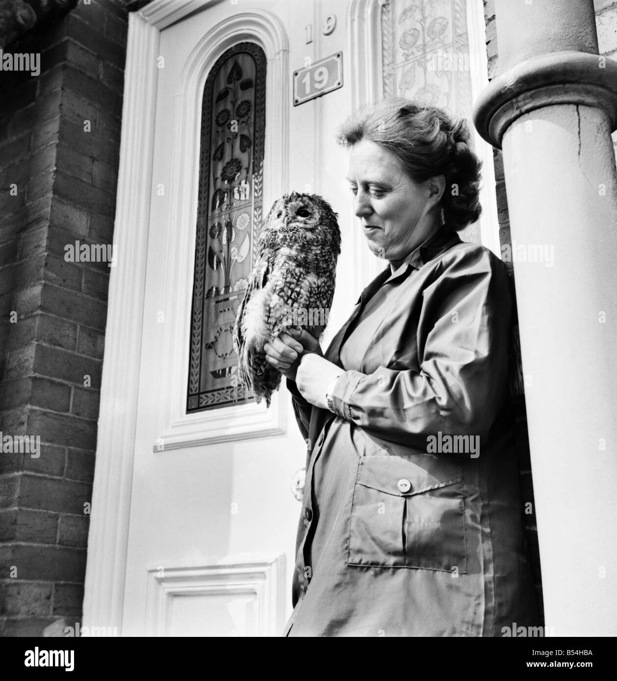 Les oiseaux de proie femme tenant un hibou, nommé huileuse, lors des trois hiboux Bird Sanctuary. &# 13 ;&# 10;Octobre 1969 &# 13 ;&# 10;Z10486 Banque D'Images