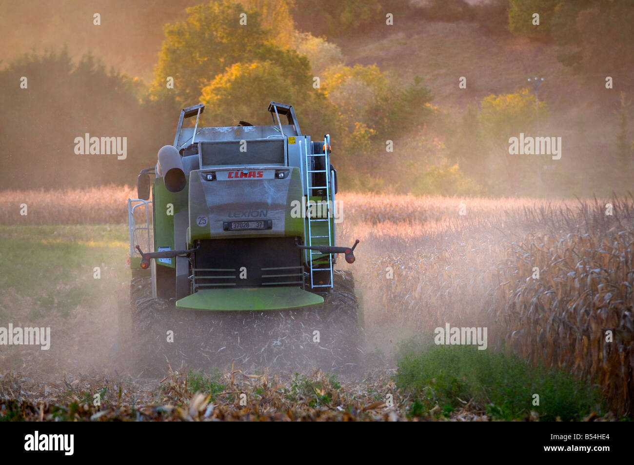 Rendmt Lexion moissonneuse-batteuse Claas 540 - la récolte du maïs pour l'alimentation animale, Indre-et-Loire, France. Banque D'Images