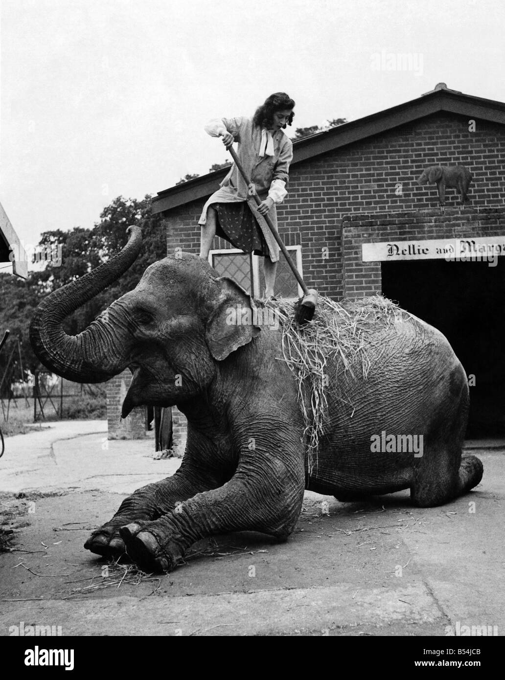 Le traitement de base est le rub-vers le bas et massage que Margaret administre avec un balai à long manche. La paille qui Nellie aime à se répandre sur son dos fournit friction. ;Vers 1965;P011832 Banque D'Images