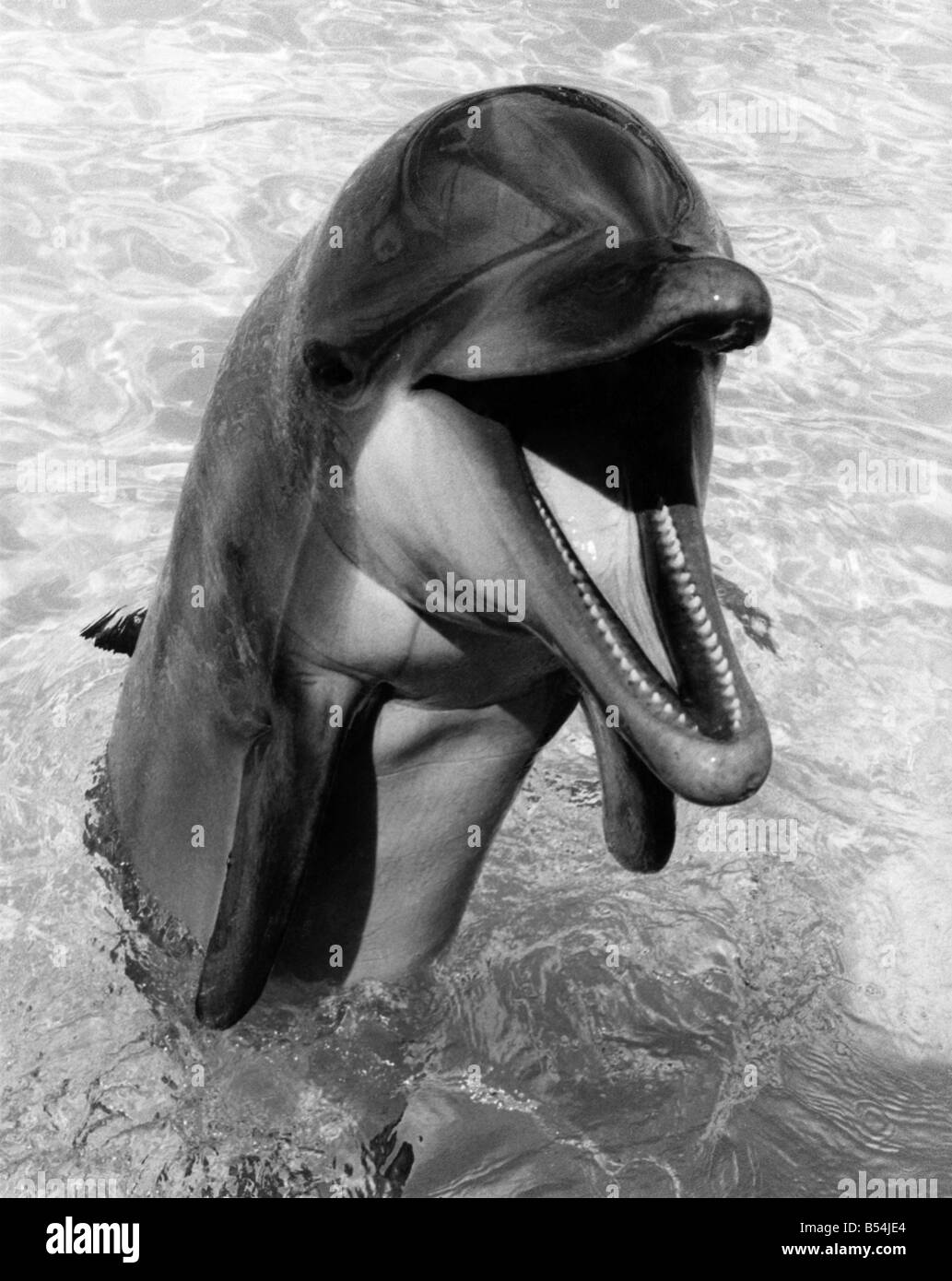 Professionnels à la recherche des spectacles de dauphins au large de ses dents comme il apparaît la tête hors de l'eau&# 13 ;&# 10;Août 1984 &# 13 ;&# 10;P011845 Banque D'Images
