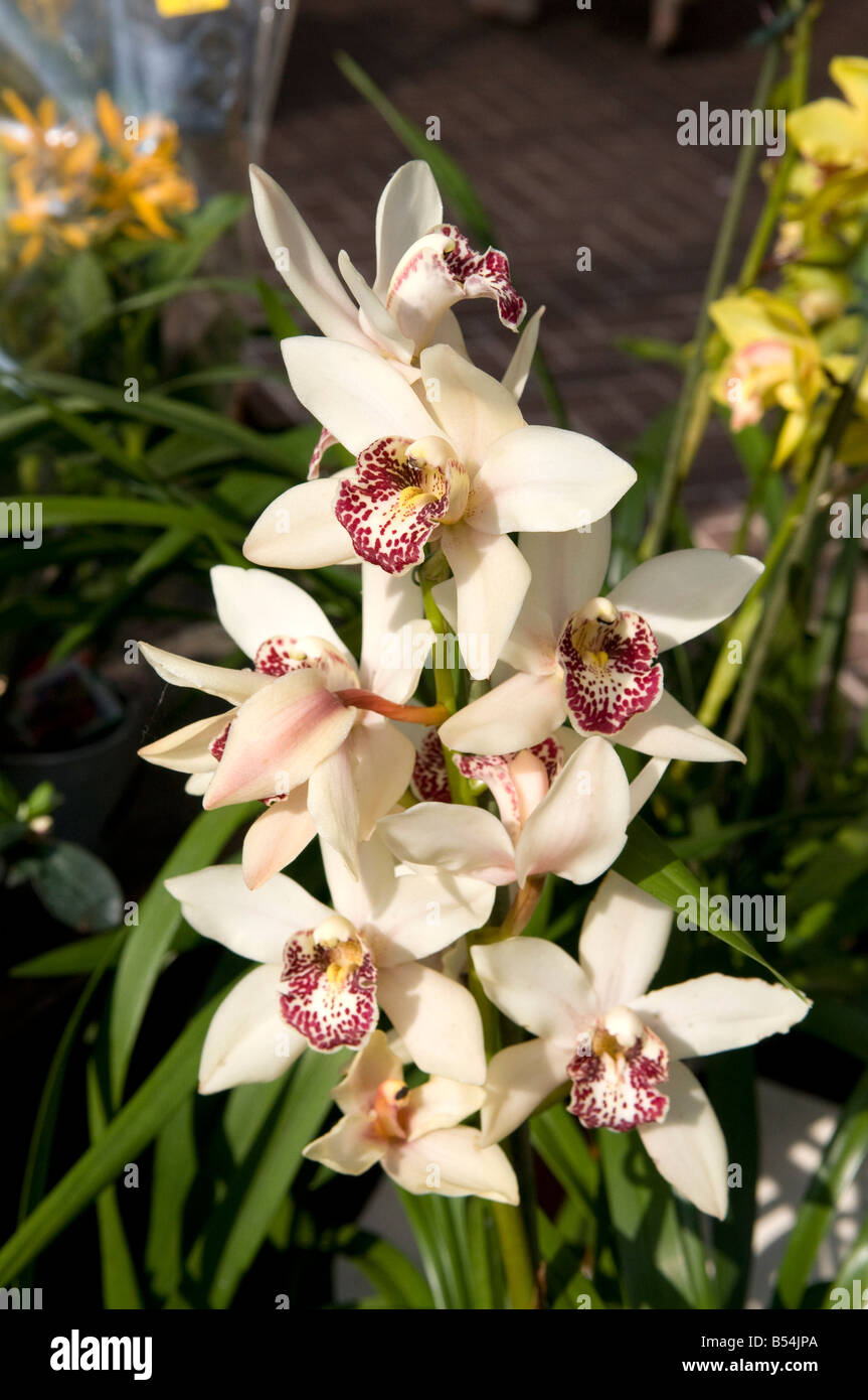 Les orchidées cymbidiums en couleur & bloom. Banque D'Images