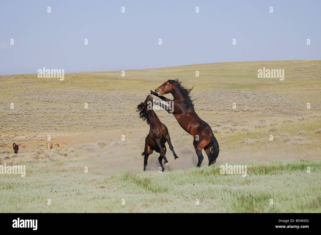 Cheval Mustang Equus caballus etalons combats Pryor Mountain Wild Horse gamme Montana USA Banque D'Images