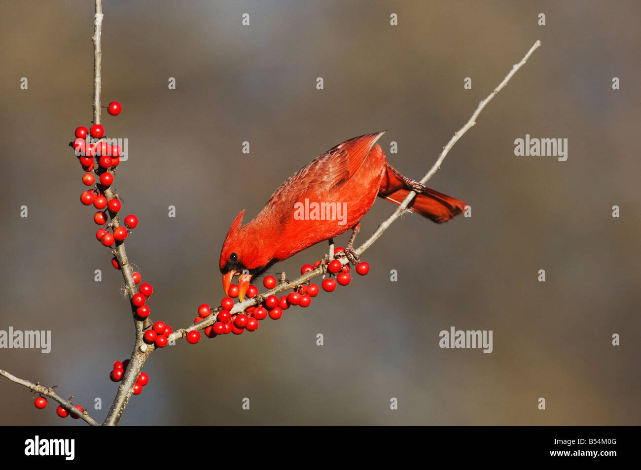 Cardinal rouge Cardinalis cardinalis alimentation mâle Ilex decidua Possum Haw Holly berries Bandera Hill Country Texas USA Banque D'Images