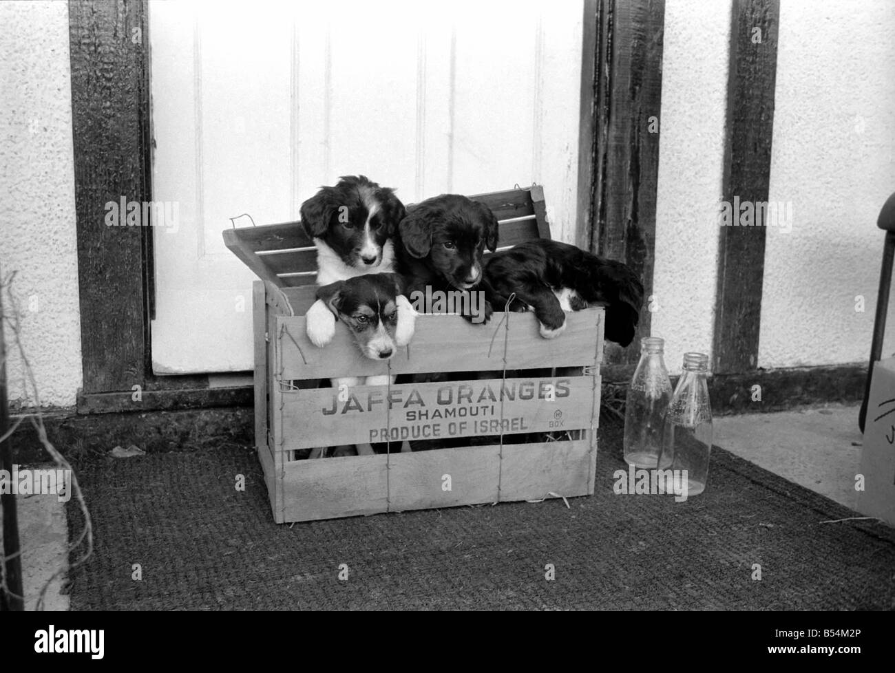 Chiots trouvé abandonné dans la boîte. &# 13 ;&# 10;Novembre 1969 &# 13 ;&# 10;Z11391-001 Banque D'Images