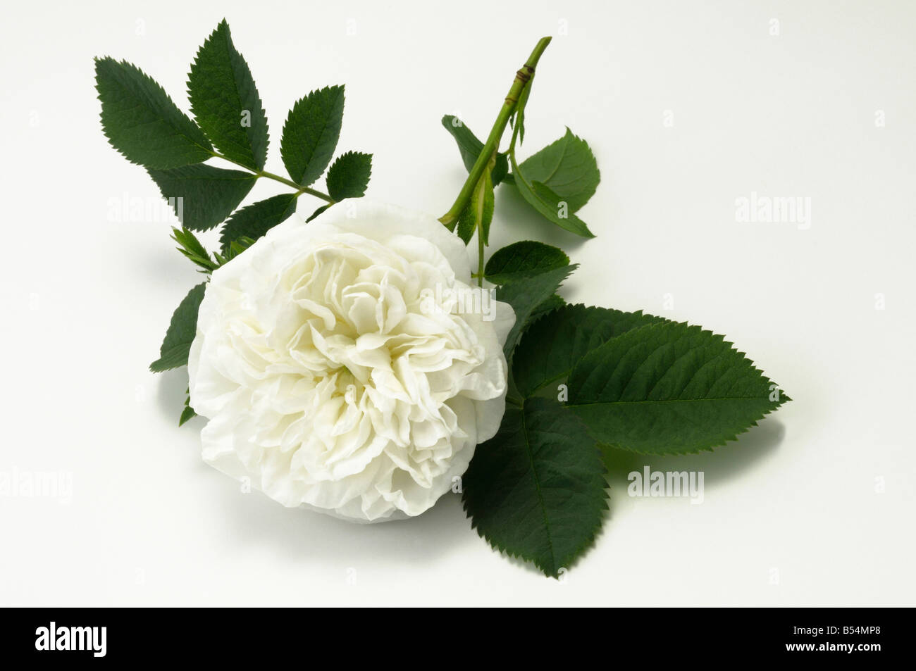 Vieux Jardin Rose (Rosa x alba), variété : Maxima, fleur, studio photo Banque D'Images