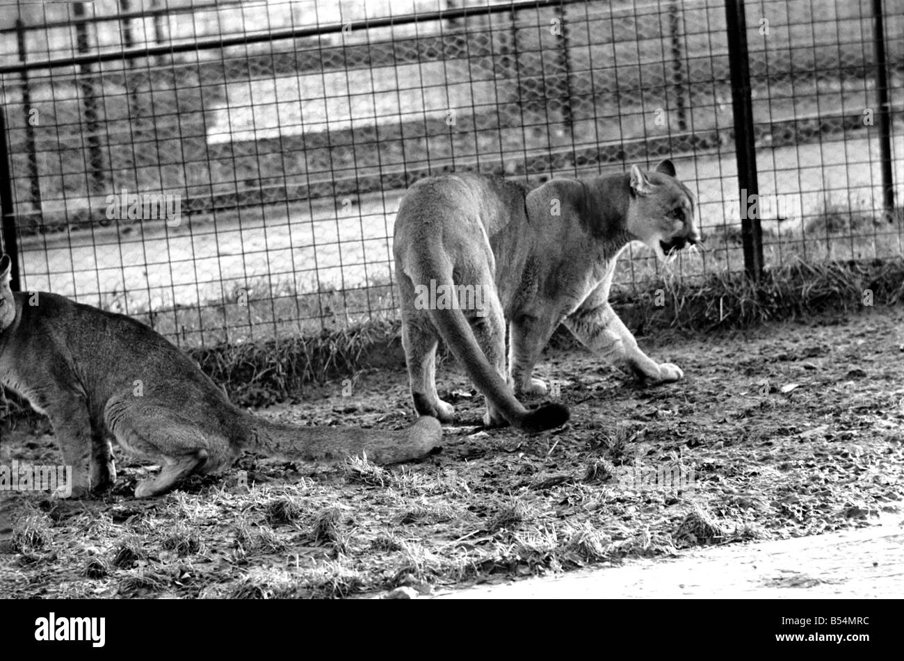 Animaux félins. Lorsque Lucifer le 10 ans homme puma à Chessington Zoo développé une légère boiterie, l'animal, surintendant Banque D'Images