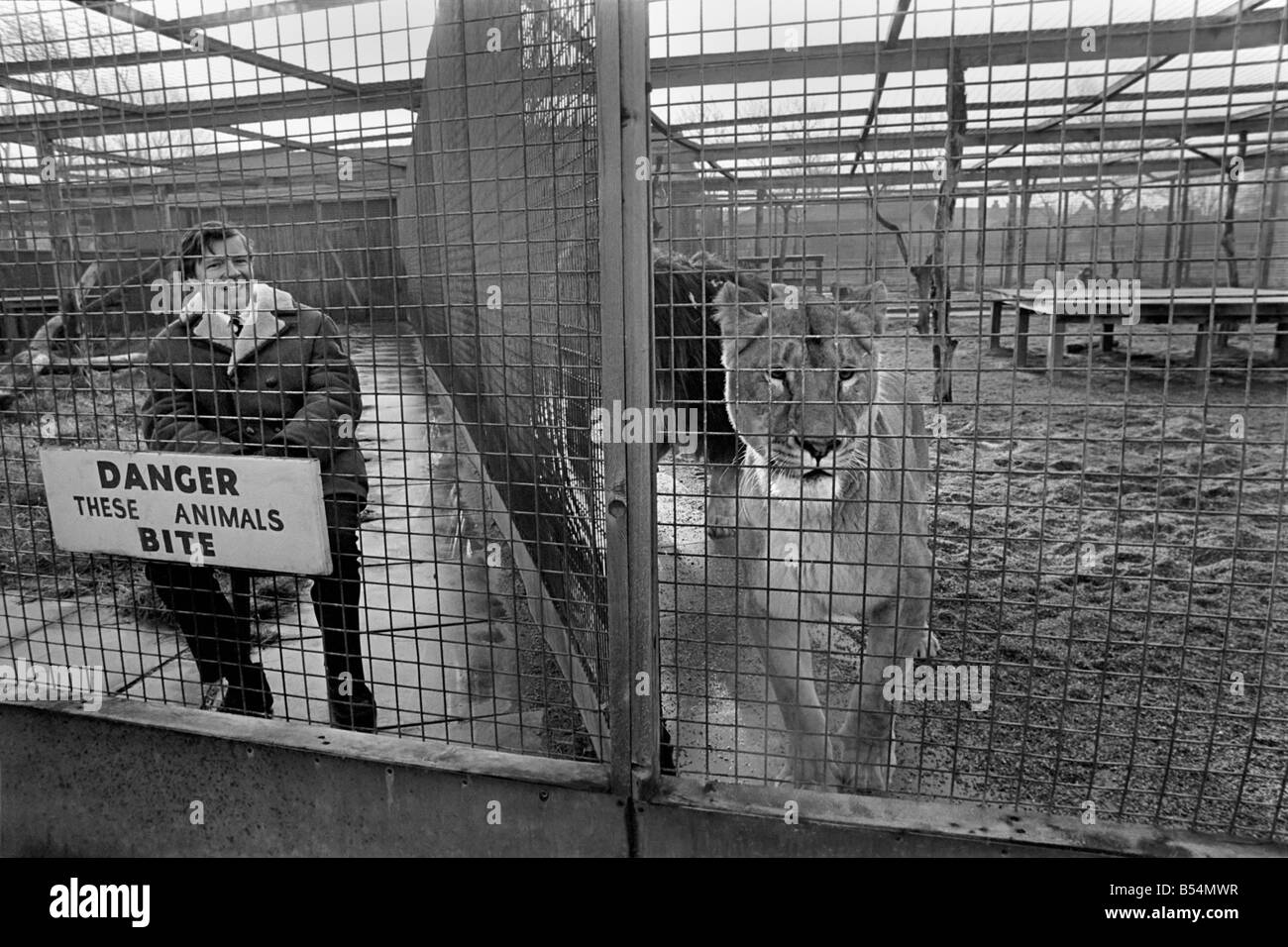 L'homme à un lion cage au zoo de Birmingham pour une manifestation politique. ;Décembre 1969 ;Z11728-001 Banque D'Images