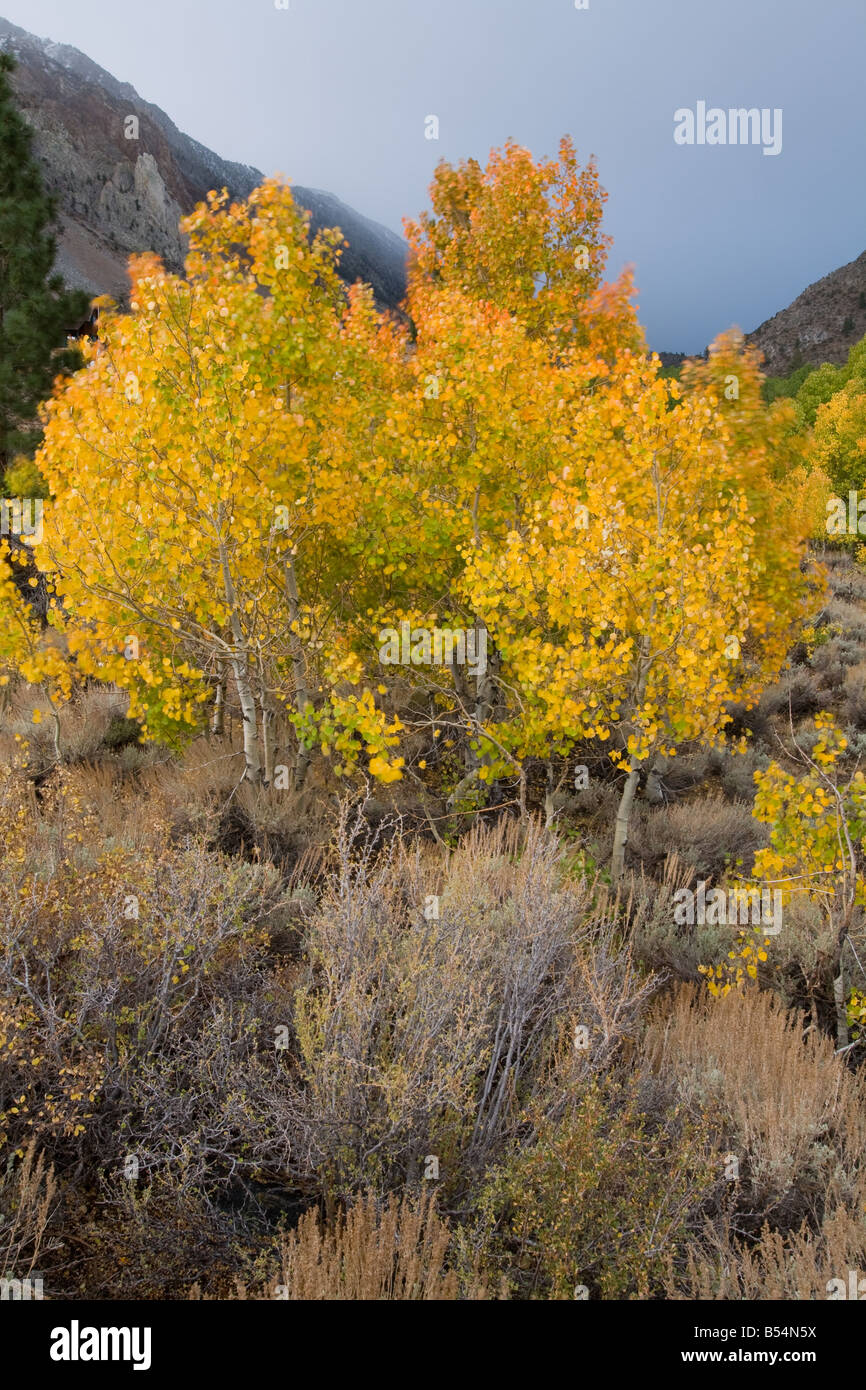 Belles couleurs d'automne, l'Évêque Creek Canyon, l'Est de Sierras Banque D'Images