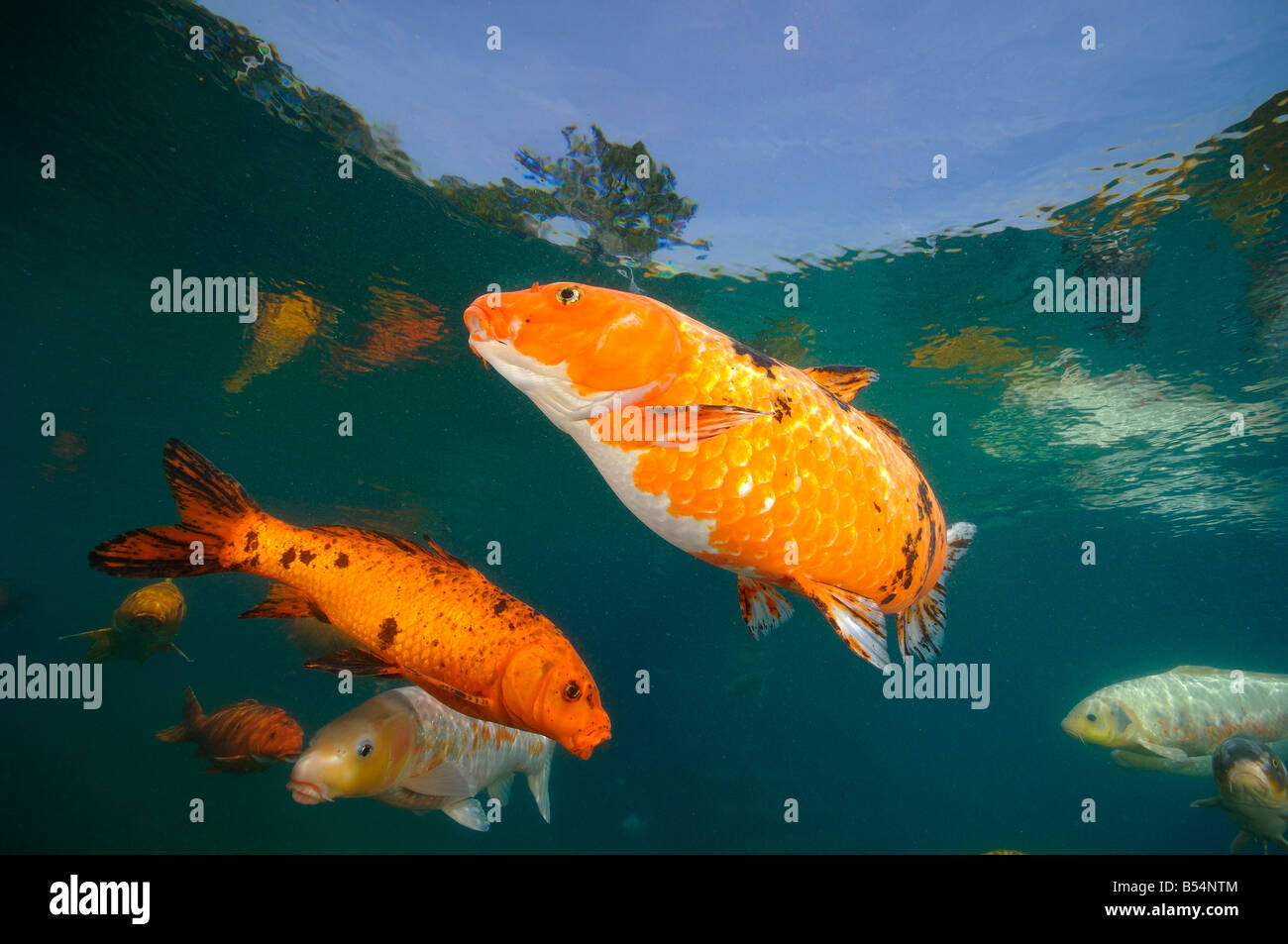 La carpe koï sont élevées dans des étangs d'eau douce Banque D'Images