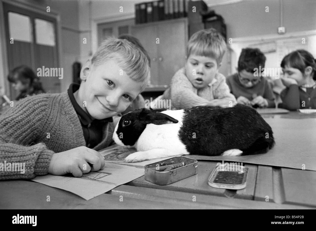 6-year-old John Sweeting (fair-haired boy avec son animal lapin dans la salle de classe à l'Église d'Angleterre Rawmarsh Nourrissons School hier lundi). Décembre 1969 Z11756-004 Banque D'Images