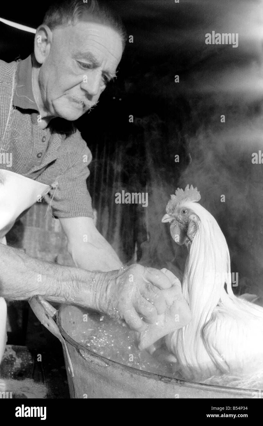 Le capitaine Ellis Duckworth est âgé de 77 ans - il a remporté son premier prix de la volaille en 1897. Cette semaine est le point fort de l'année du capitaine avec le Intertantional Poultry Show à l'Olympia. Aujourd'hui, il était occupé à la baignade 40 oiseaux il est entré pour le spectacle. Le bain est constitué d'un bon bain dans la mousse d'une lessive en poudre lessive normale, puis deux rinçages avant d'aller à la salle de séchage où la température est maintenue à 80Á. Un livre blanc Cochinchine cockerell déjà avec un 1er au Dairy Show cette année, obtient un bain trempage. Cette race utilisé pour être maintenu sur les pelouses de Mandarin en Chine ancienne Banque D'Images