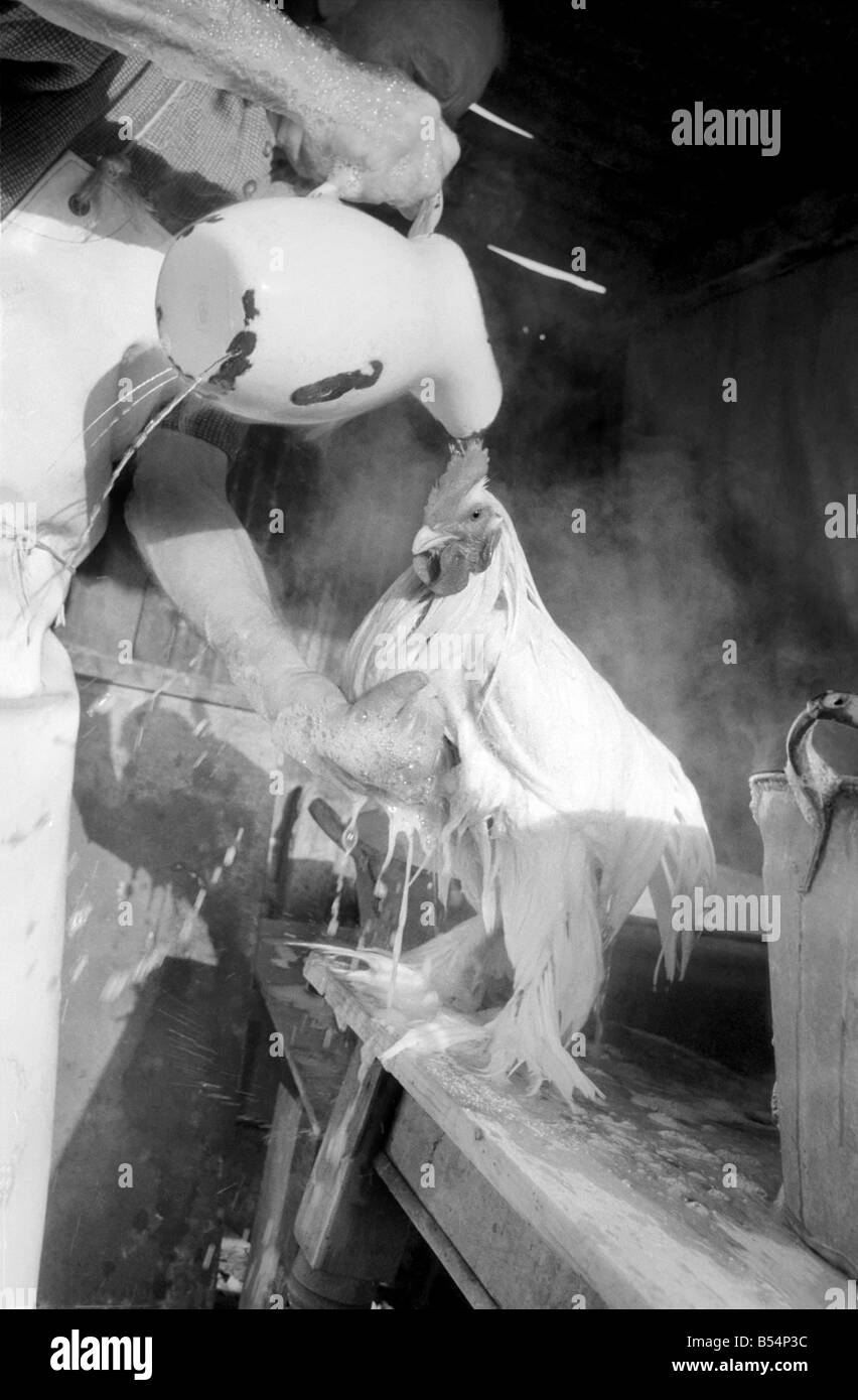 Le capitaine Ellis Duckworth est âgé de 77 ans - il a remporté son premier prix de la volaille en 1897. Cette semaine est le point fort de l'année du capitaine avec le Intertantional Poultry Show à l'Olympia. Aujourd'hui, il était occupé à la baignade 40 oiseaux il est entré pour le spectacle. Le bain est constitué d'un bon bain dans la mousse d'une lessive en poudre lessive normale, puis deux rinçages avant d'aller à la salle de séchage où la température est maintenue à 80Á. Un rinçage de la Cochinchine blanc cockerell. Décembre 1969 Z11834-007 Banque D'Images