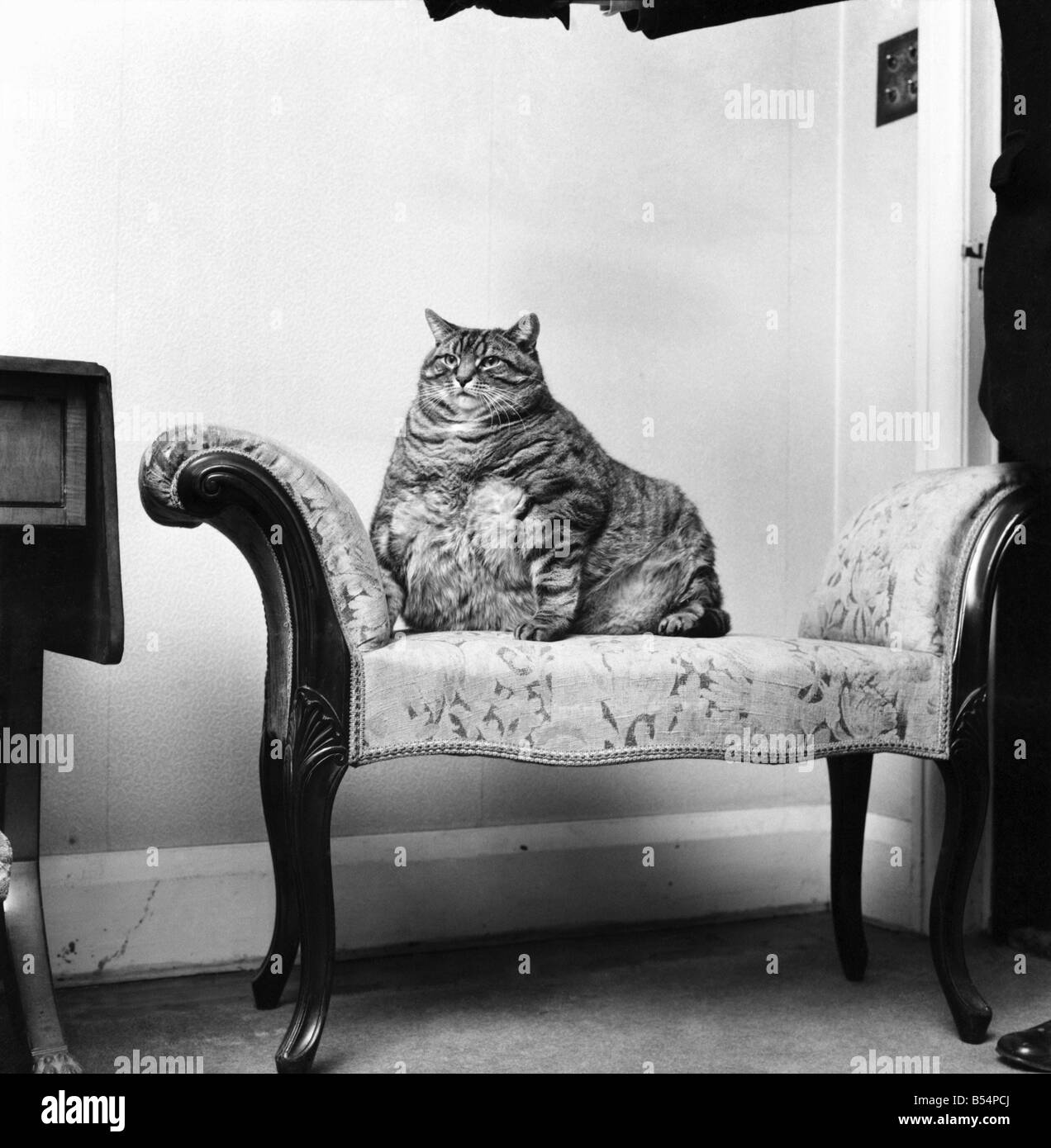 Obese Humour Banque D Image Et Photos Alamy Obese Humour Banque D Image Et Photos Alamy