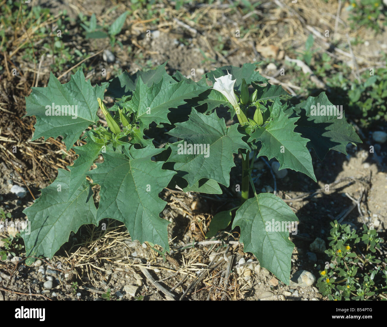 La floraison thorn apple Datura stramonium plante France Banque D'Images