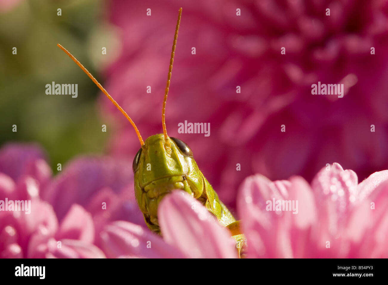 Grasshopper, à fleurs de chrysanthème Banque D'Images