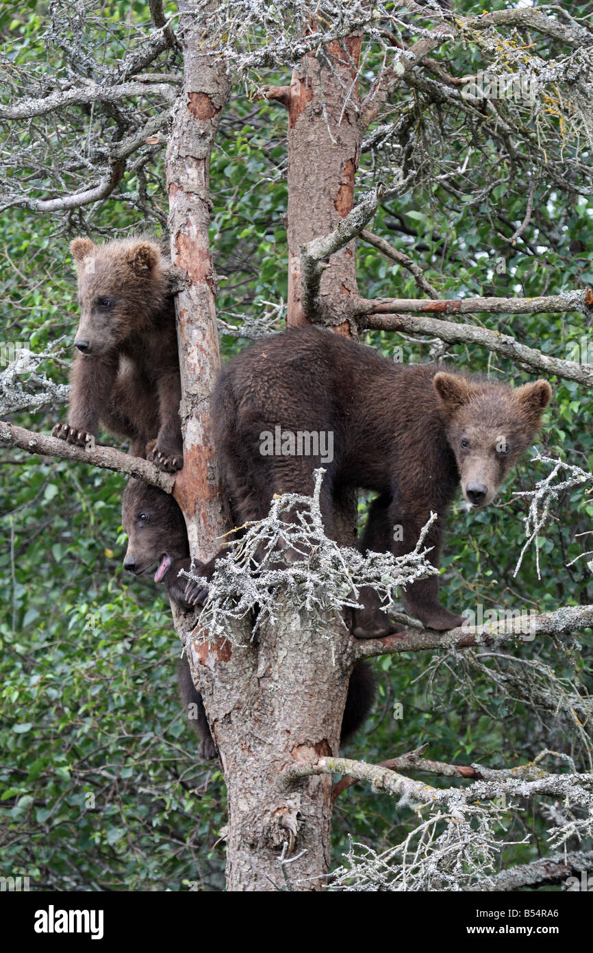 3 oursons Grizzlis en arbre, Katmai National Park, Alaska # 8 Banque D'Images