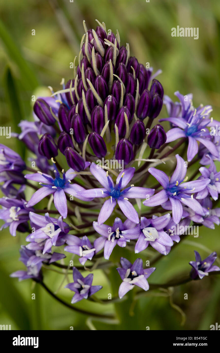 Squill Scilla peruviana péruvienne en fleur originaire d'Andalousie au sud ouest de l'Espagne Banque D'Images