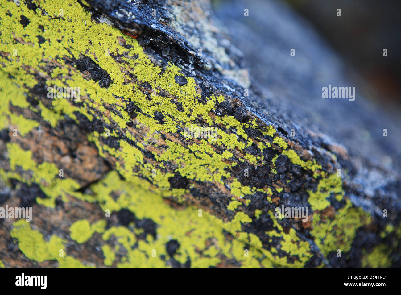 Close up of moss accrochés aux rochers de la haute région alpine du Rocky Mountains National Park, Colorado, USA Banque D'Images
