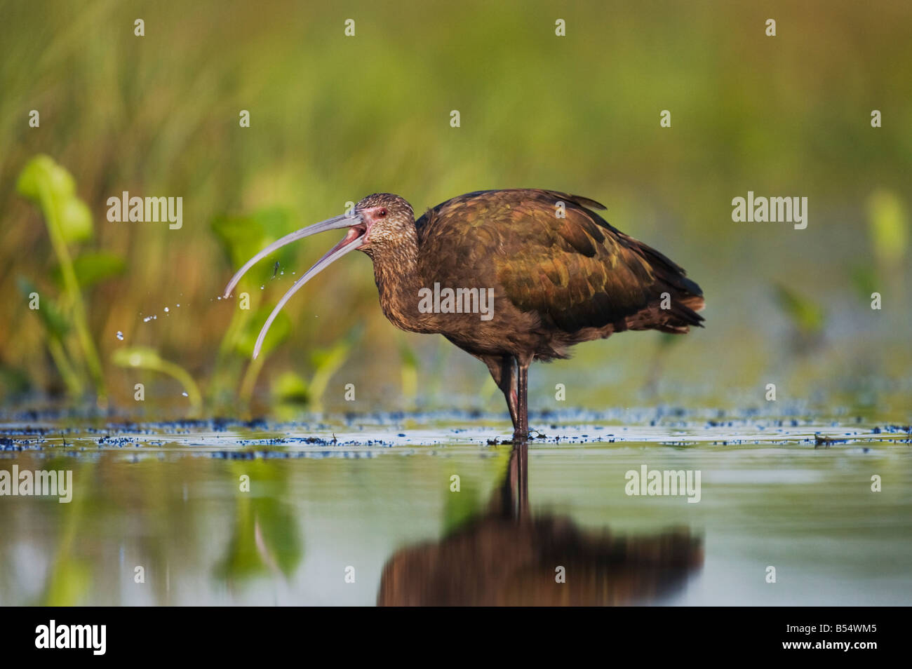 Ibis à face blanche Plegadis chihi Sinton alimentation adultes Corpus Christi Texas USA Coastal Bend Banque D'Images