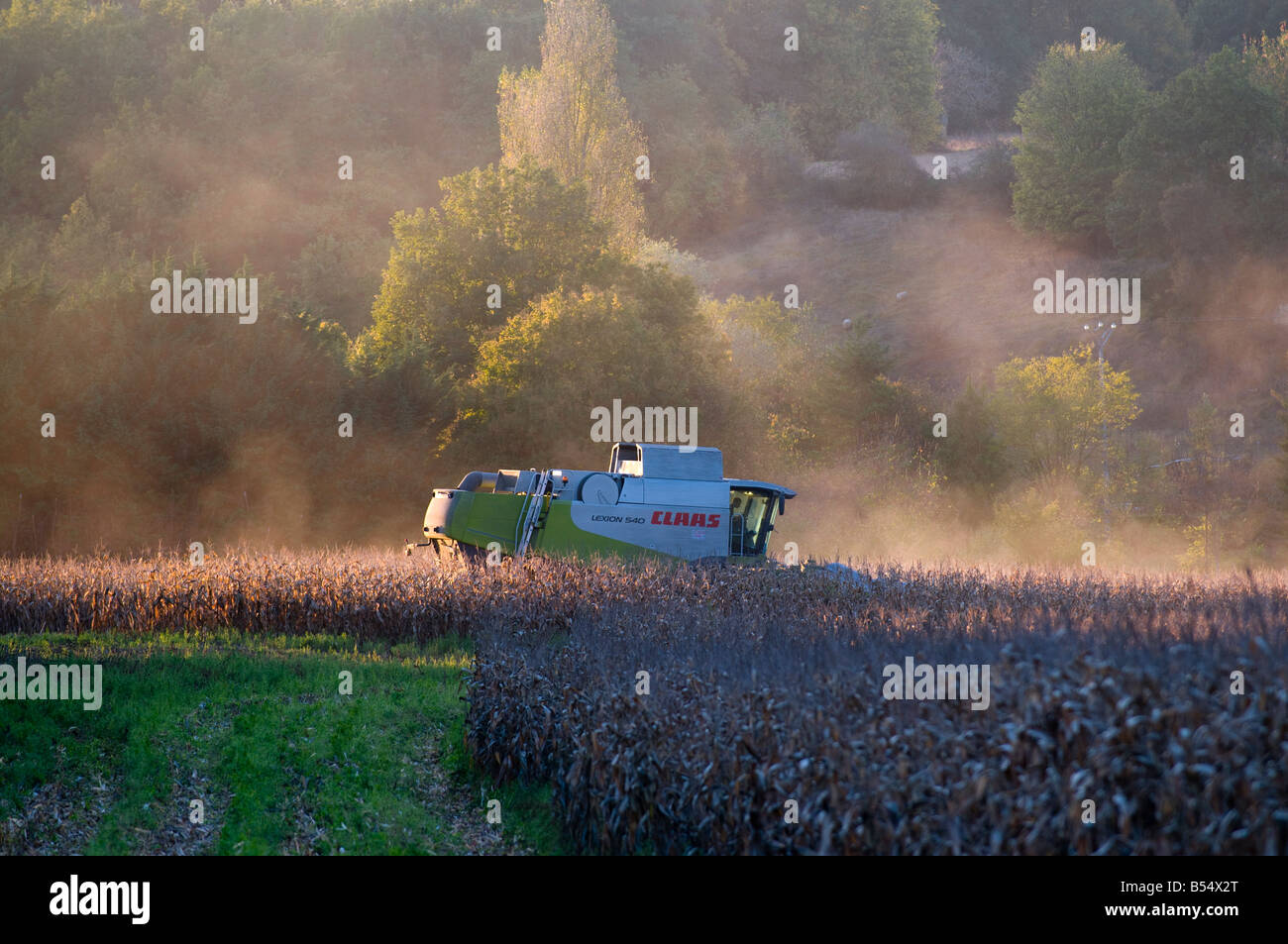 Rendmt Lexion moissonneuse-batteuse Claas 540 - la récolte du maïs pour l'alimentation animale, Indre-et-Loire, France. Banque D'Images