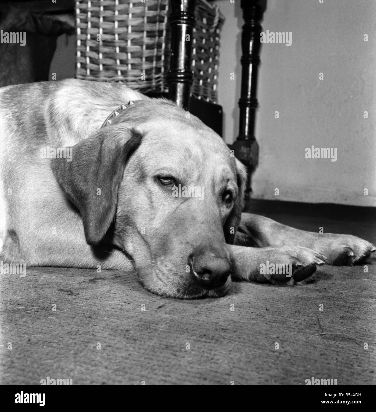 Triste à chien se trouvant sur le plancher&# 13 ;&# 10;Septembre 1960 &# 13 ;&# 10;M4502 Banque D'Images