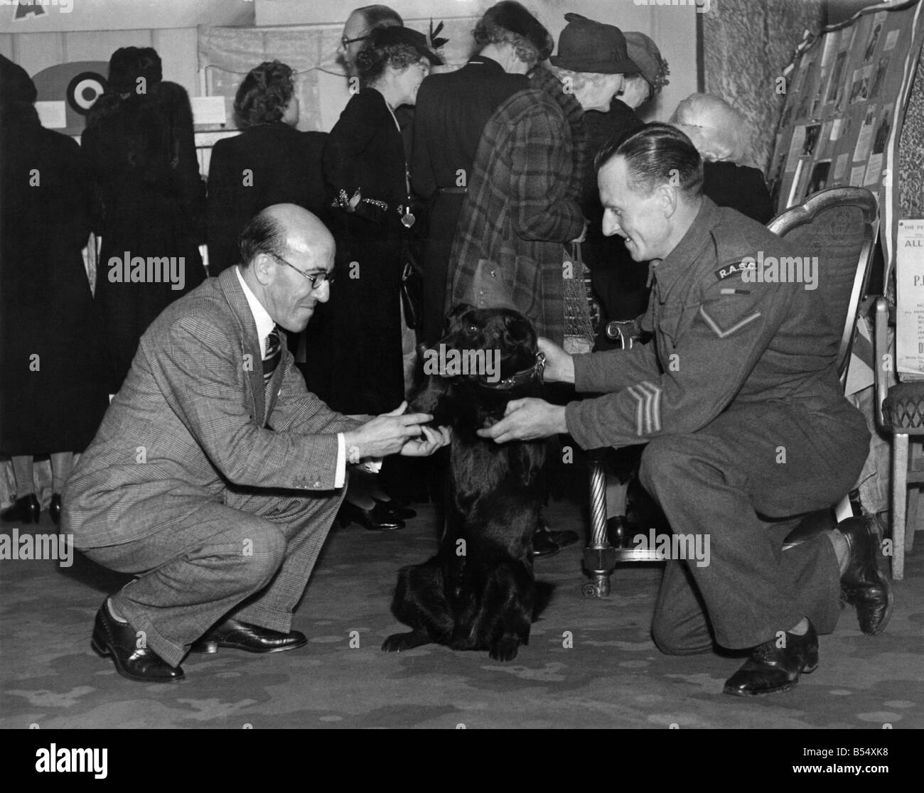 La Seconde Guerre mondiale. Mascottes. Les chiens. M. Robertson Hare, le comédien, qui s'occupe de l'anniversaire de M. Churchill à la foire du livre, se fait des amis avec 'Buller', le chien mascotte de l'unité d'un signal dans l'argent. Novembre 1944 P011577 Banque D'Images