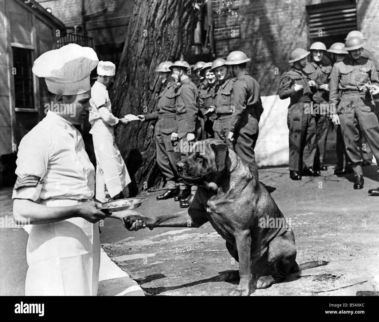 World War II : mascottes. Il fait son devoir et gagne ses restes. Pluton, la mascotte de ce signal corps, à une heure régulière visite le réfectoire pour obtenir ses rations (qui sont des restes de gauche). Il serre la main avec le cuisinier pour lui faire ce service. Mai 1941 P011579 Banque D'Images