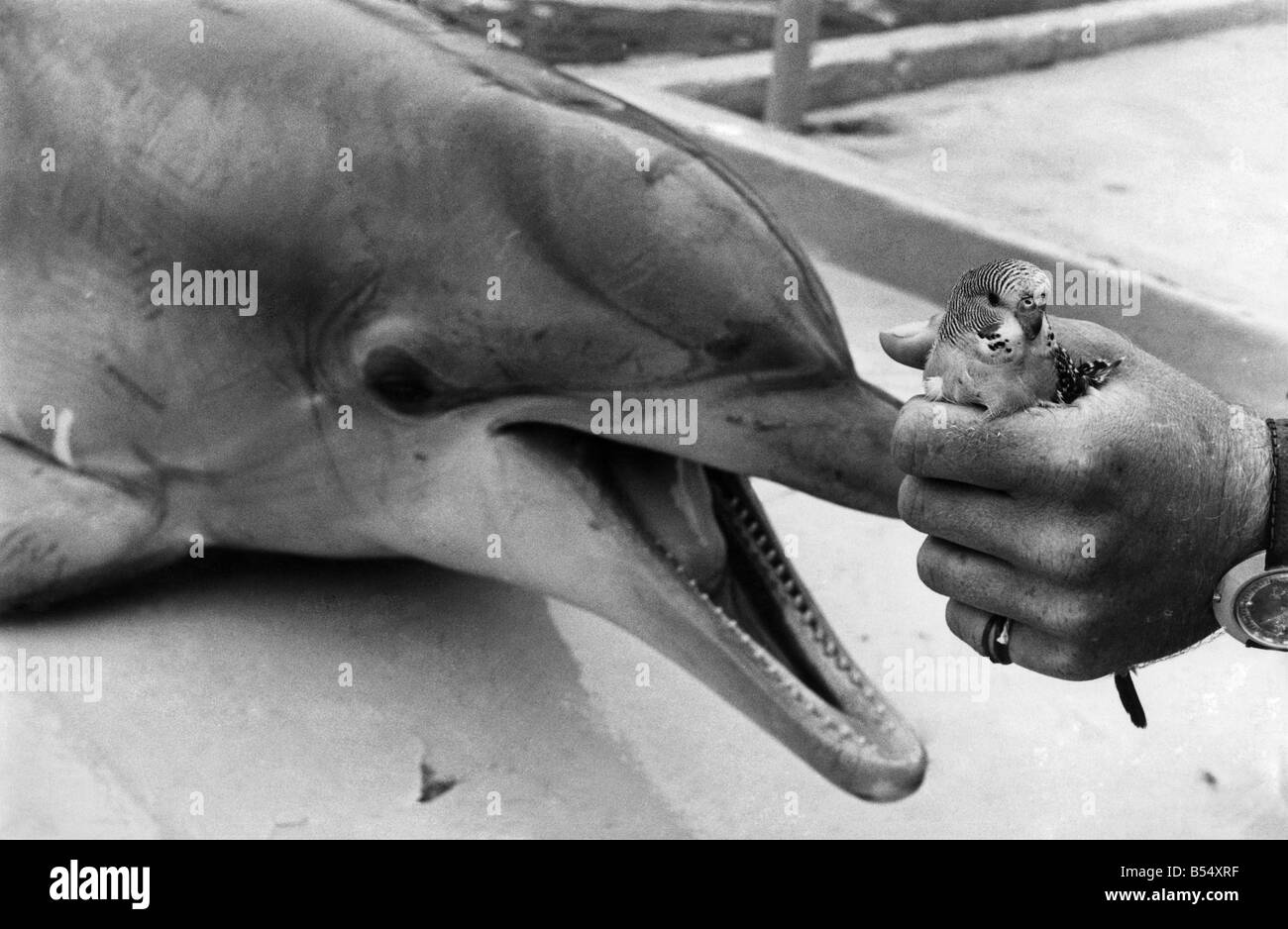 Animal : Dolphin et Budgie. Juillet 1976 P011859 Banque D'Images