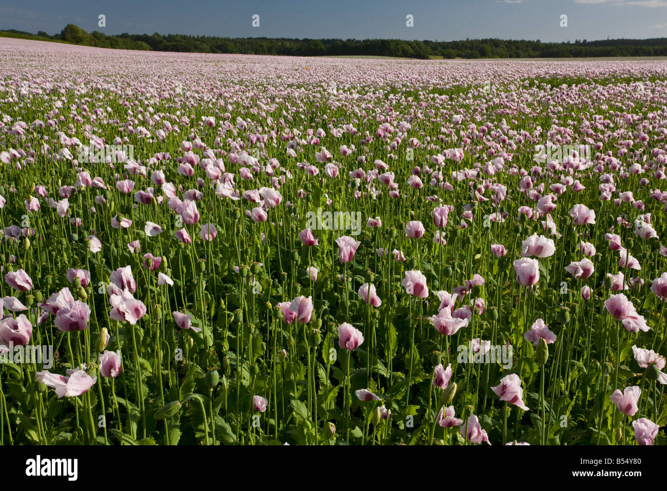 Domaine de pavot Papaver somniferum près de Bere Regis Dorset Banque D'Images