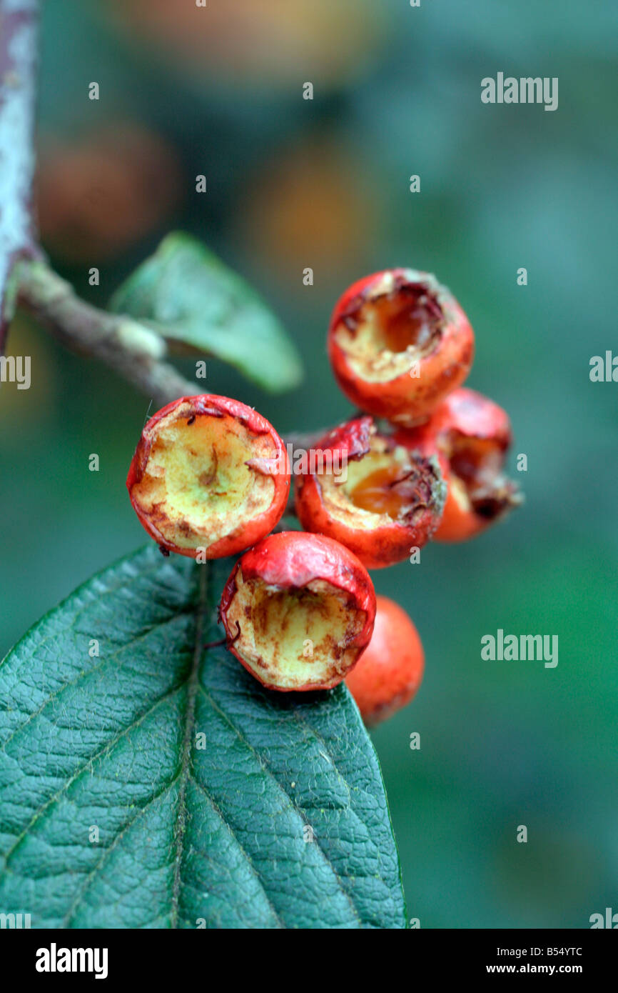 COTONEASTER SIMONSII FOURNIT DES ALIMENTS POUR LES PINSONS Banque D'Images