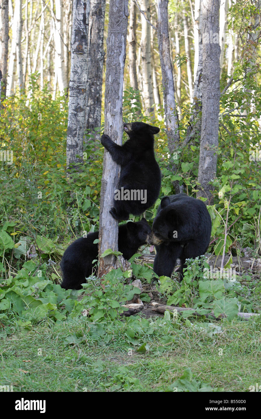 Ours noir Ursus americanus femelle avec ses deux jeunes oursons dont l'un est l'escalade un arbre à l'automne Banque D'Images