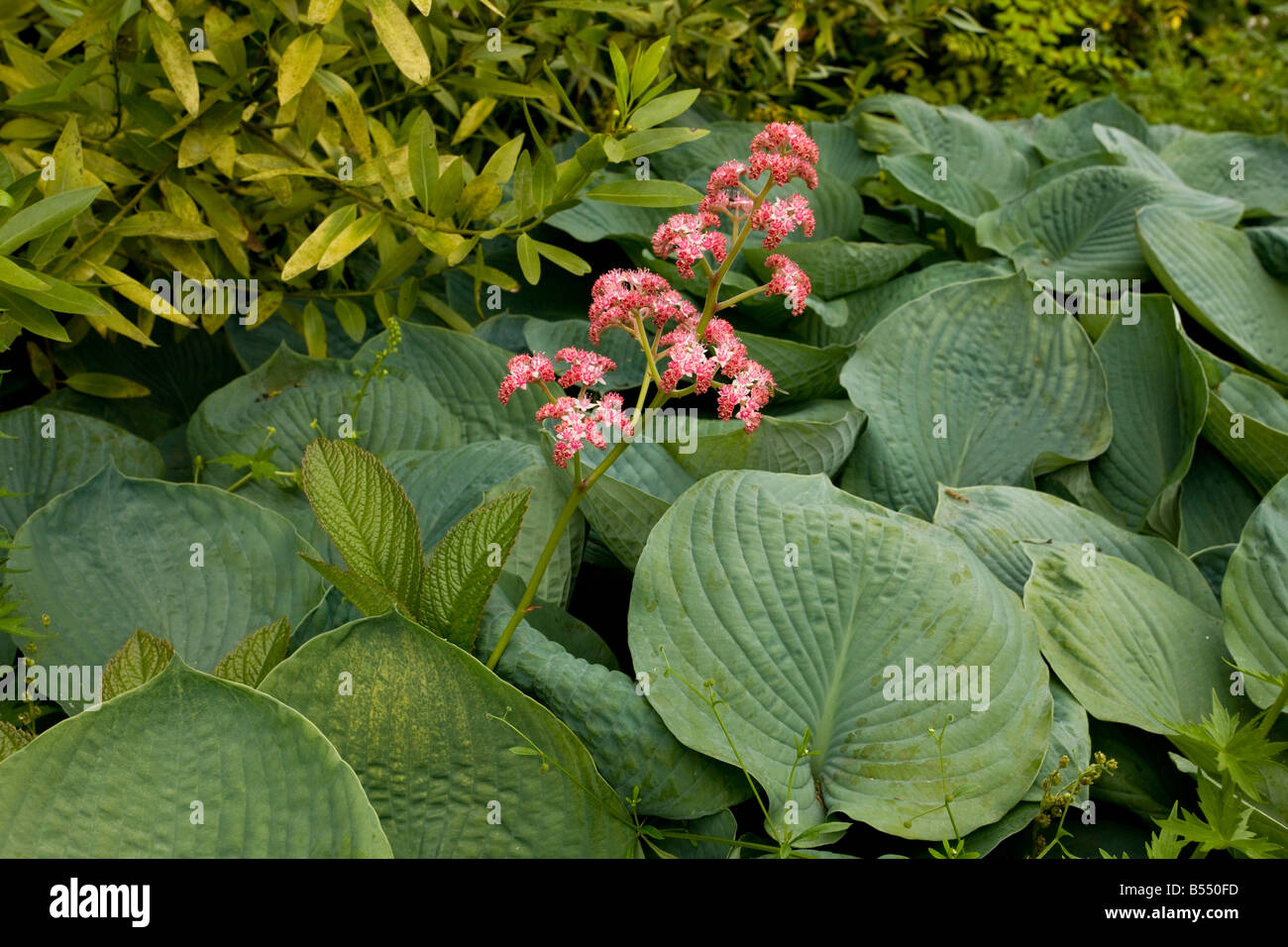 Rodgersia pinnata superba parmi les feuilles d'Hosta Banque D'Images