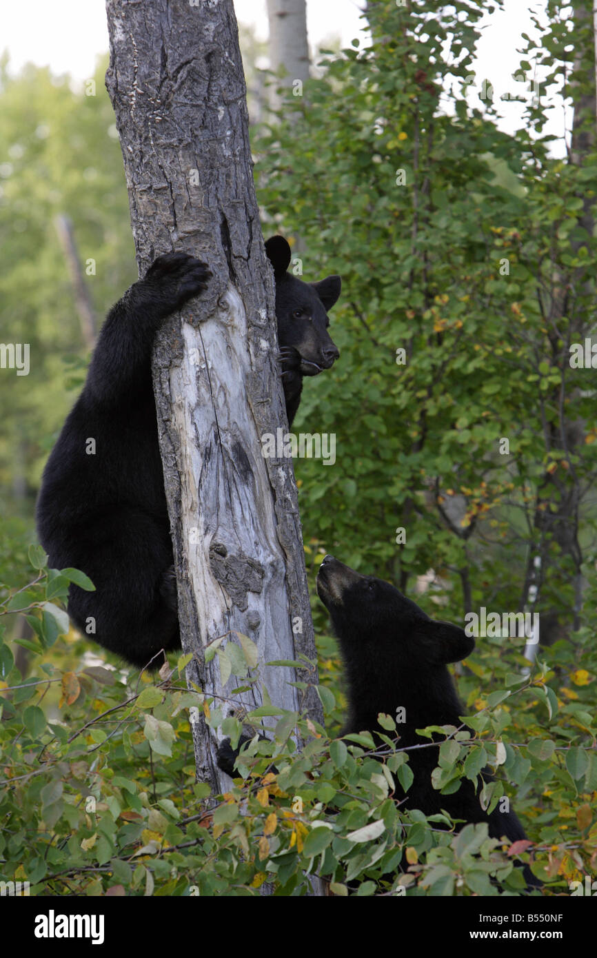 Ours noir Ursus americanus deux jeunes oursons grimper un arbre tremble à l'automne Banque D'Images