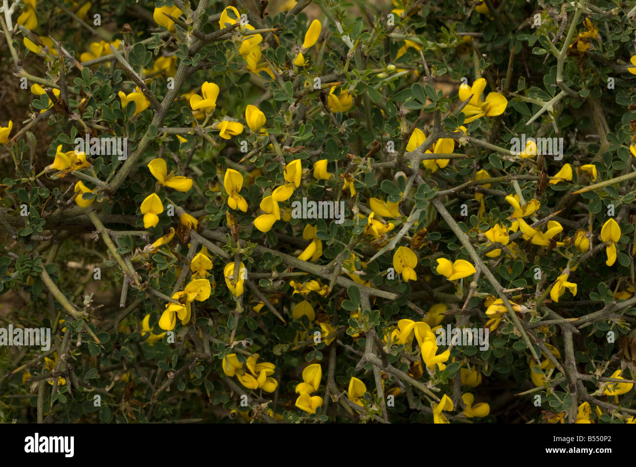 Balai épineux Calicotome villosa au sud-ouest de l'Espagne Andalousie fleurs Banque D'Images