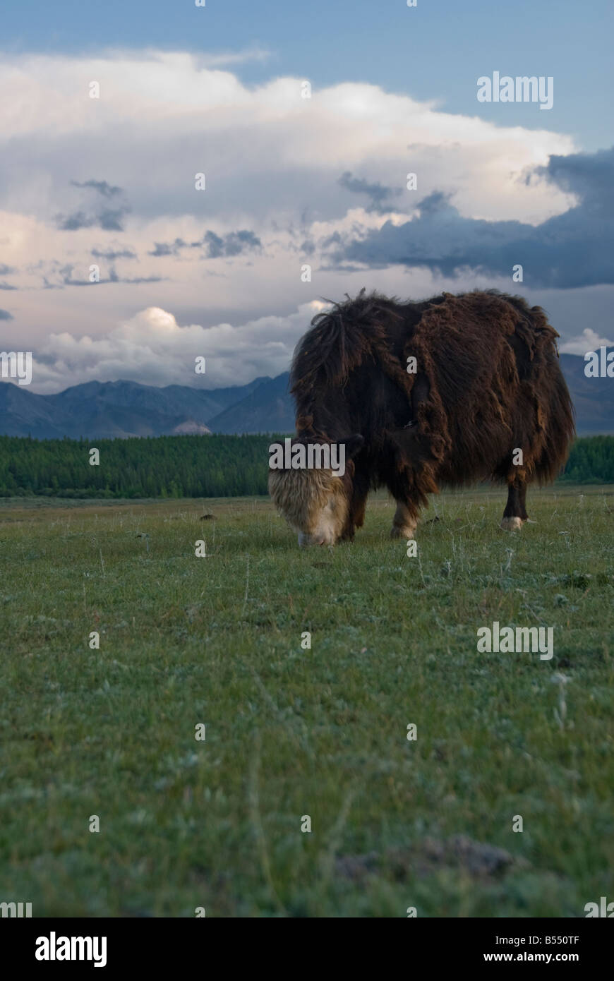 Les Yacks mongols mangent de l'herbe le nord de la Mongolie Banque D'Images