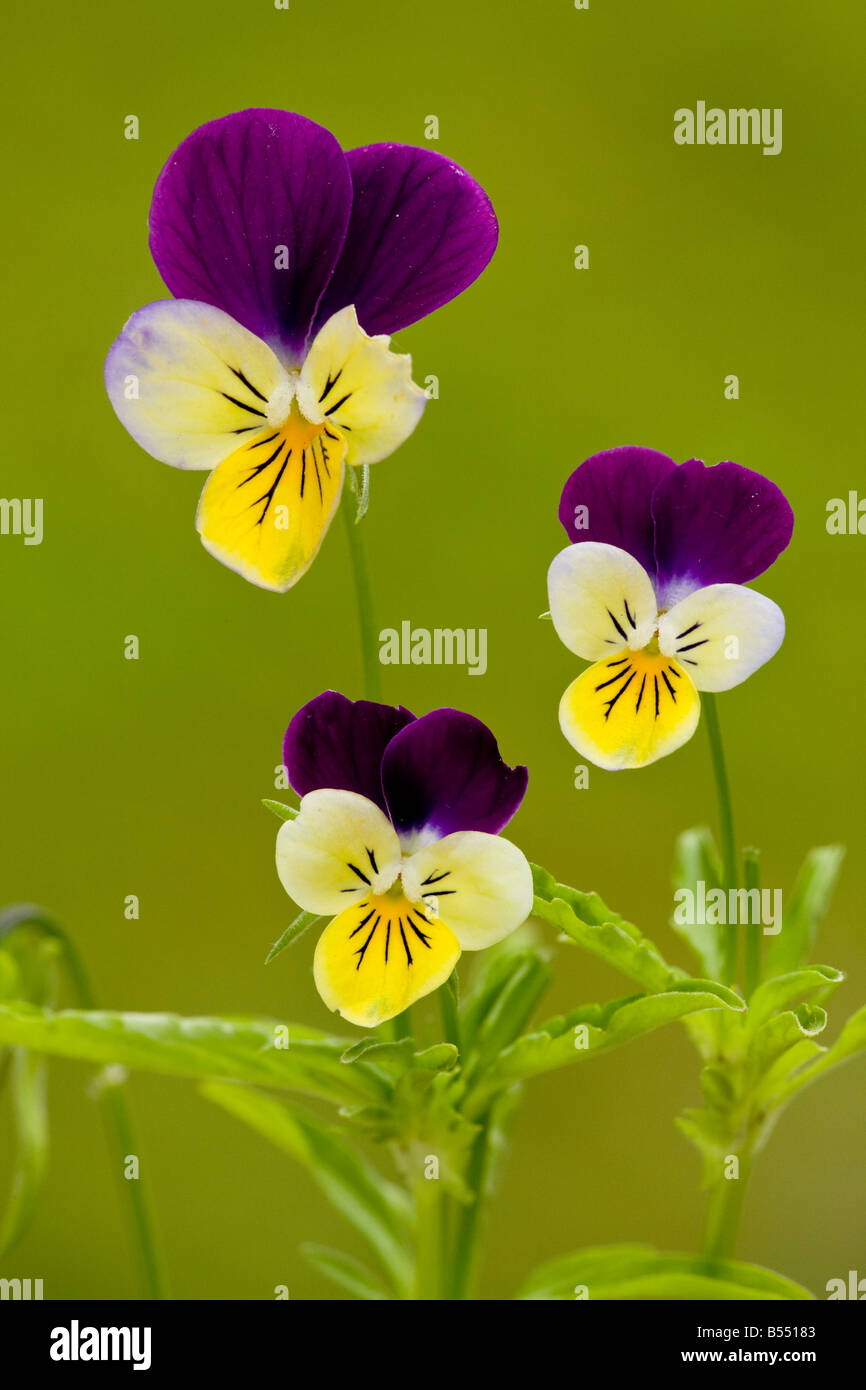 Pensée sauvage ou Heartsease (Viola tricolor), close-up Banque D'Images