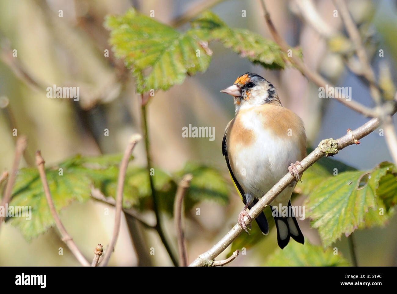 Chardonneret on tree branch au marais de la réserve RSPB Rainham England UK Banque D'Images