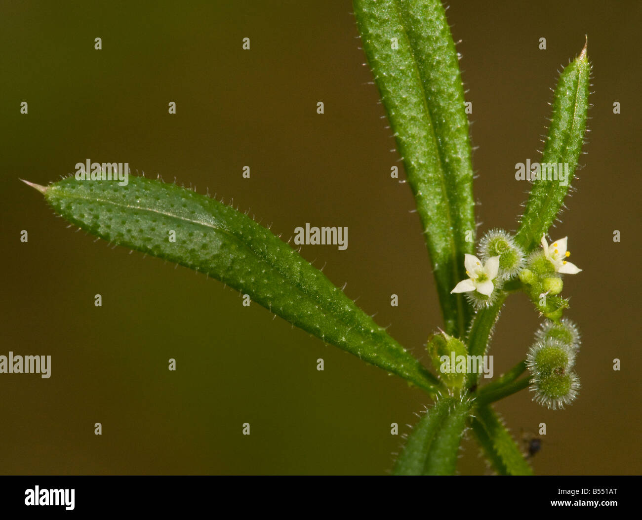 Goose Grass ou gaillet gratteron (Galium aparine) avec des fleurs et des fruits, collant close-up Banque D'Images