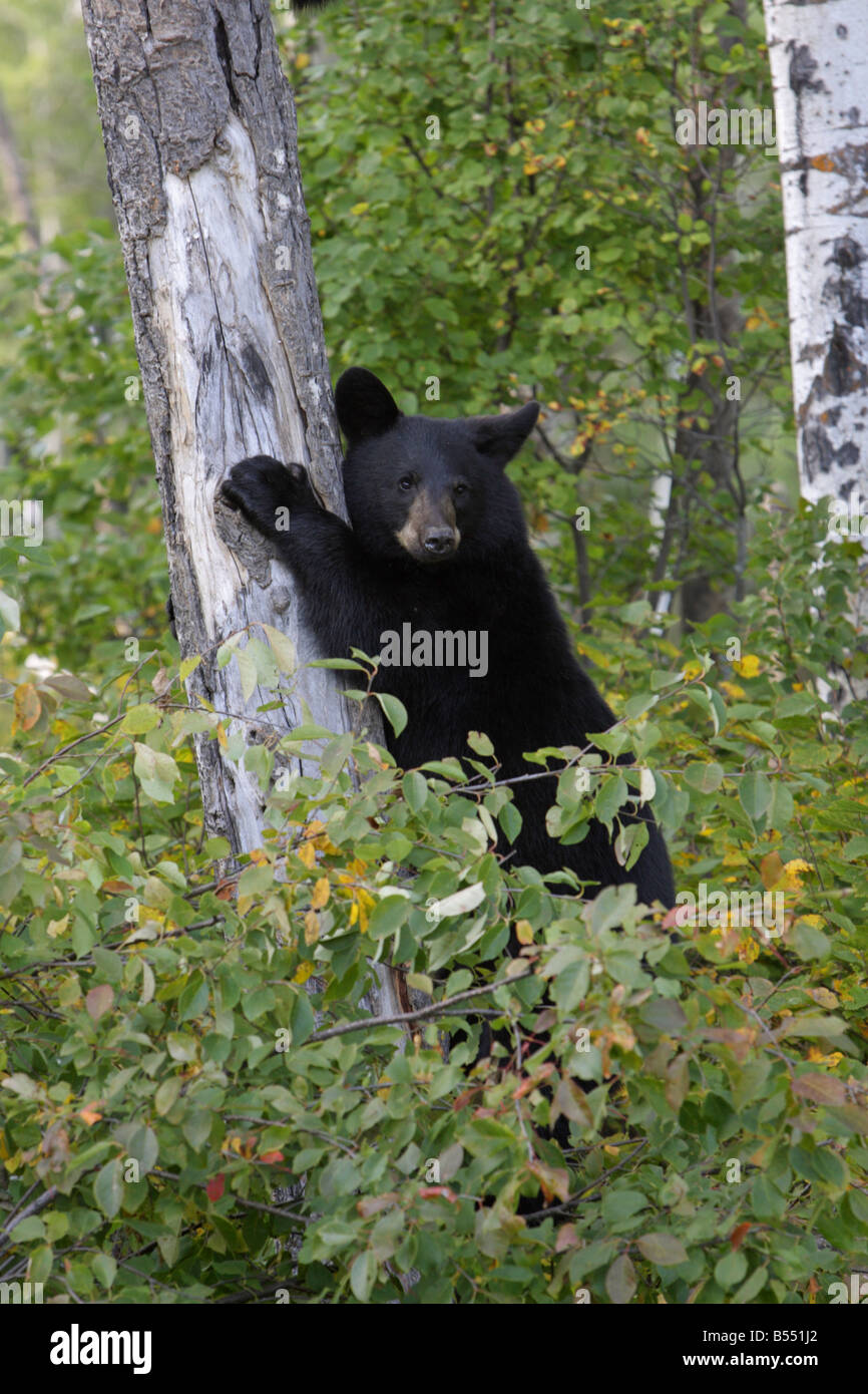 Ours noir Ursus americanus young cub grimpant sur le côté d'un tremble à l'automne avec le contact avec les yeux Banque D'Images