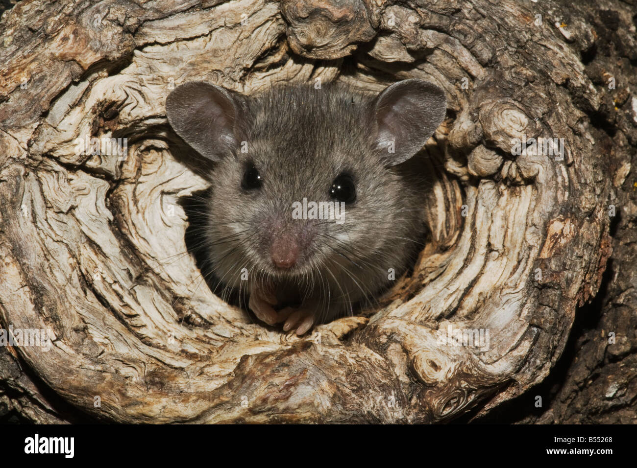 Souris à pattes blanches (Peromyscus leucopus) dans le trou d'arbres adultes Sinton Coastal Bend Corpus Christi Texas USA Banque D'Images