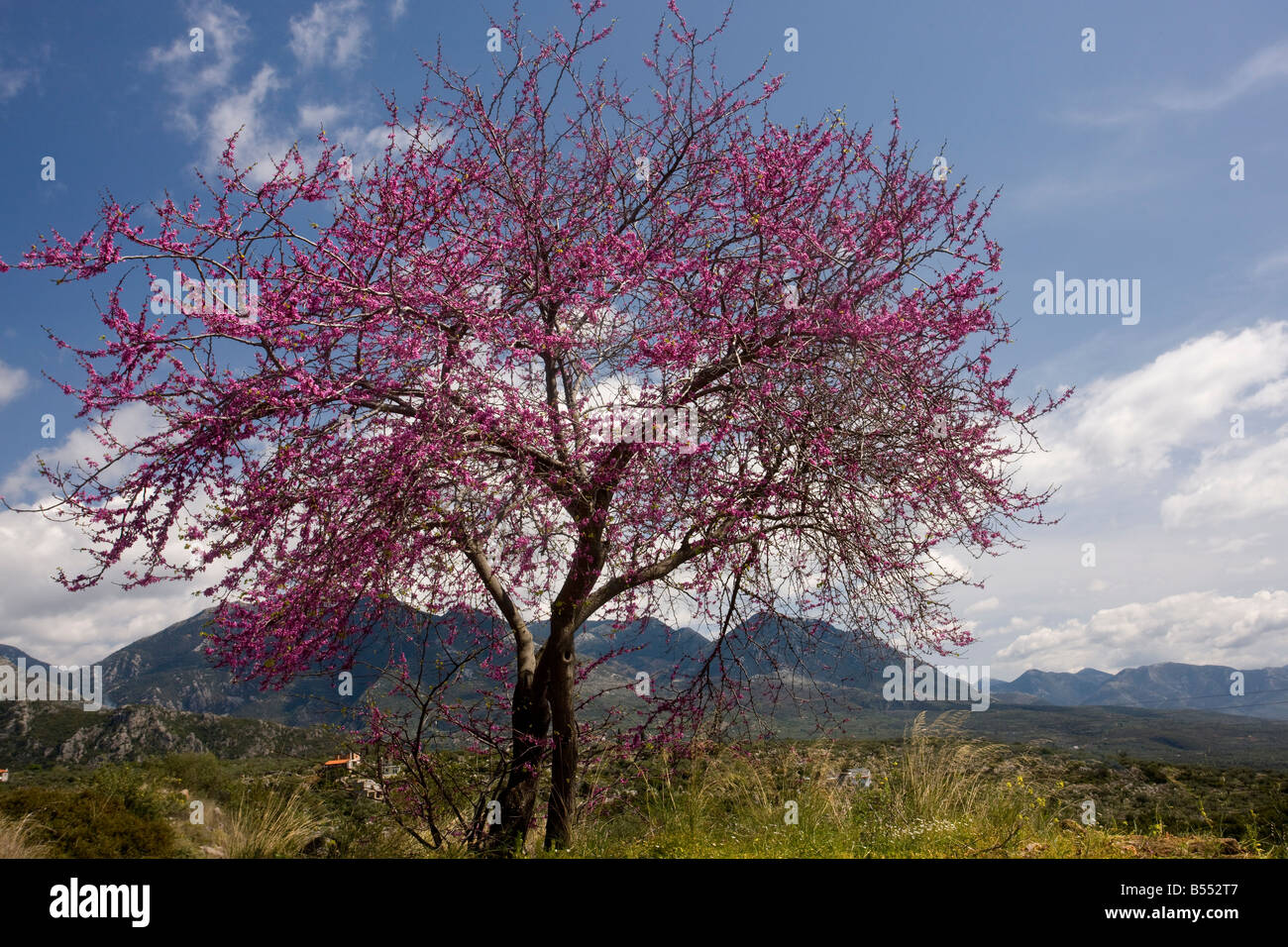 Cercis siliquastrum arbre de Judée en fleur dans la campagne grecque La Grèce Mani Peninsula Banque D'Images