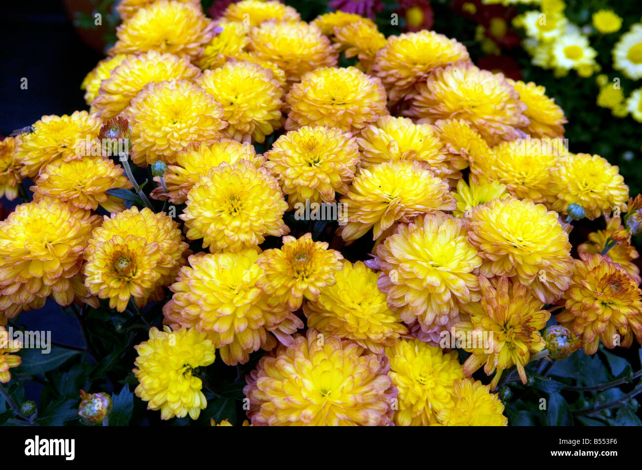 Compositae Asteraceae chrysanthème Banque D'Images