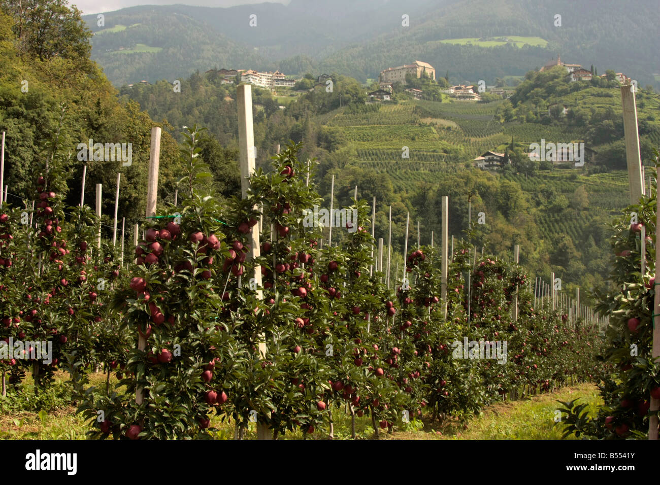 Plantation d'apple à Schenna près de Merano Italie Tyrol du Sud Banque D'Images