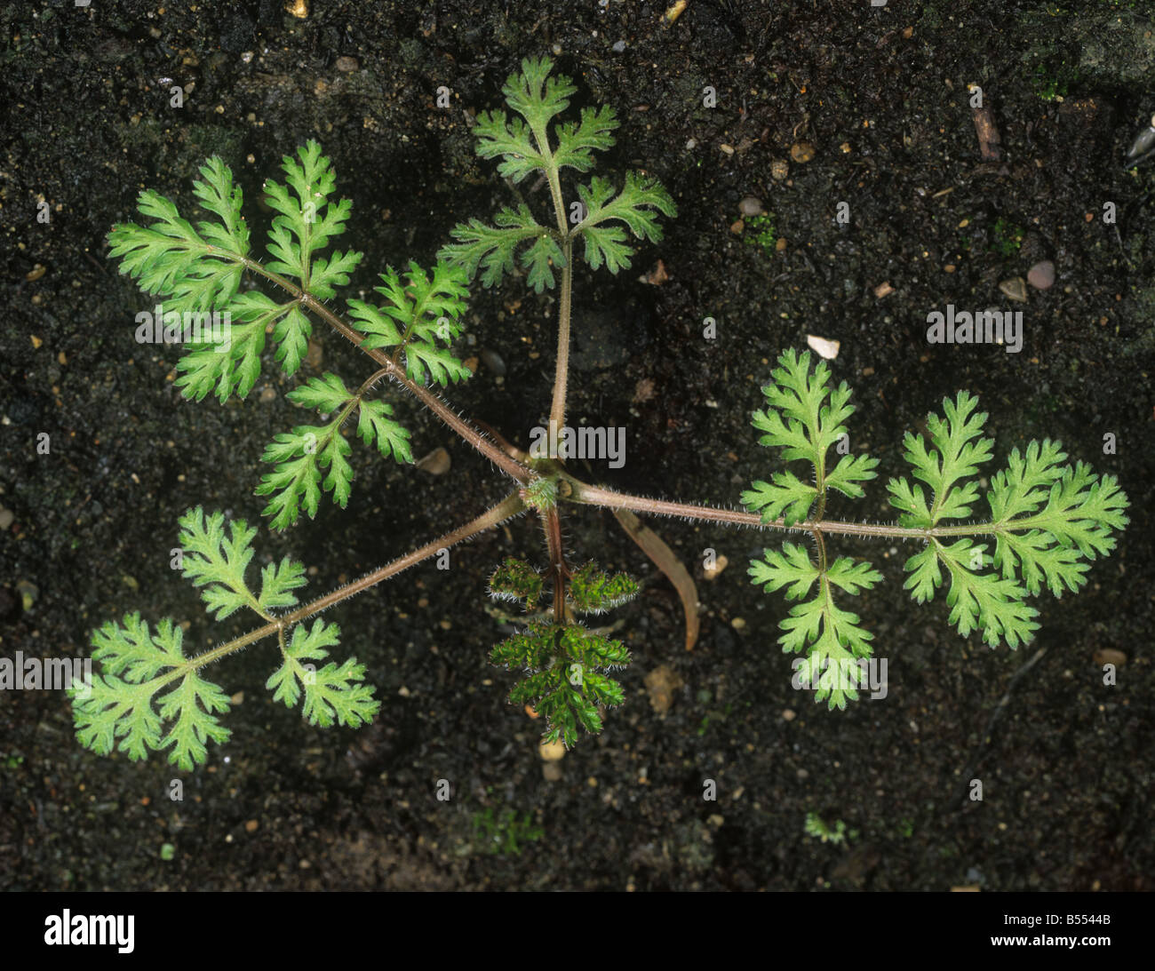 Petit bur Caucalis platycarpos jeune plant de persil Banque D'Images